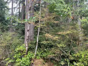 A few Douglas fir trees grace the site.