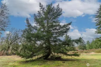 One of the old trees that didn’t give up.