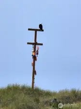 We have a guest!
