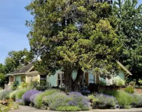 LOCATION! LOCATION! LAVENDAR!! Charming Corner Craftsman just 1 block off Pioneer & 1/2 mile to Hwy 512. Single level 1169 sf, 3 bed/2 bath charmer with lots of possibilities for you to add your personal touch! Master w/ensuite bath. Beautiful sashed windows thru out flood the rooms with natural light, window seat in the spacious dining room is a cozy place to read a book & warm up w/wood burning stove. Kitchen has tons of storage, utility room adjoins covered back porch.   If you LOVE Lavender this is a gardeners paradise! Start your veggies & plants in your own 10x12' greenhouse, fruit trees and terraces filled with colorful perennials!   Across the street from Spinning Elementary, close to shopping, parks, Fairground & Downtown Puyallup.