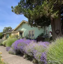 Lavender! Lavender! Several varieties and lots of beautiful perennials surround this property!