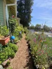 Perennial pathway along the south side of the house.