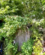 Garden gate tucked under the cherry tree leads to the green house and storage shed.