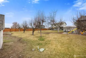 Backyard Fruit Trees