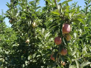 Apple trees