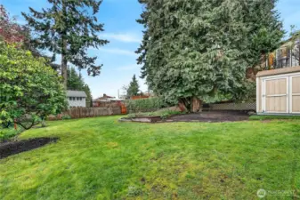 Large shed in the backyard for your garden tools, bikes, etc.