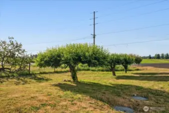 Mature pear, plum and apple trees on this property
