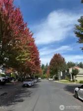Beautiful tree line street.