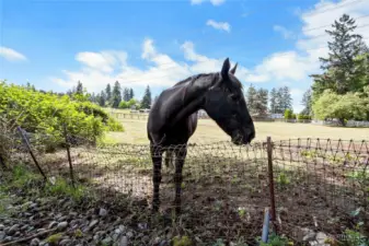 Neighbors horse at fence waiting for apples