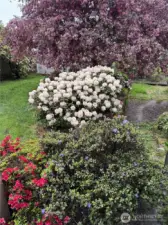 Mature landscaping blooms beautifully in the spring!