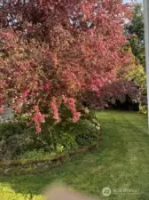 Mature landscaping blooms beautifully in the spring!