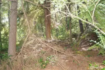 Typical Timber