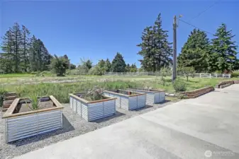 Raised beds & fruit trees.