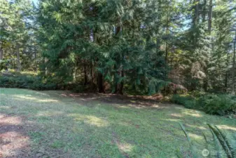 Pretty back yard is basically nature's plants, with native, fragrant cedar trees, salal, ferns, rhododendrons and huckleberries.  So pretty!
