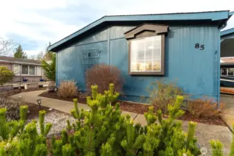 Evergreen shrubs and perennials in front yard.
