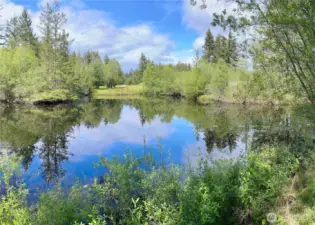 The pond adjacent to Lot 7!