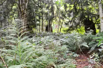 Stunning ferns along the trail.