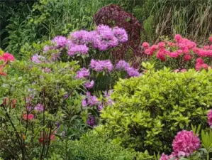 Rhododendrons and azaleas in bloom
