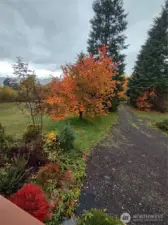 From house looking down the driveway