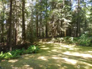 Beautiful Lush forest is all YOURS!!