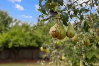 Several mature fruit trees line the property!