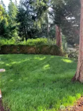 Low maintenance yard