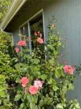 Roses, do you love roses?  Beauties abound!