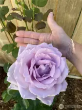 Don't know if this is a blue ribbon winner, but my goodness, it's a beauty!