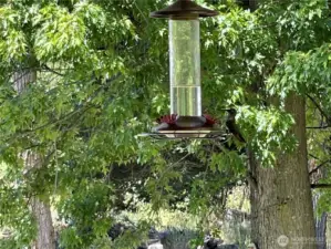 Humming are birds arriving!
