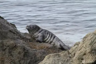 Seal on rock taken from yard.