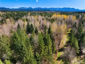 Flat and wooded but ready for your vision!