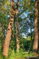 Even a tree swing!