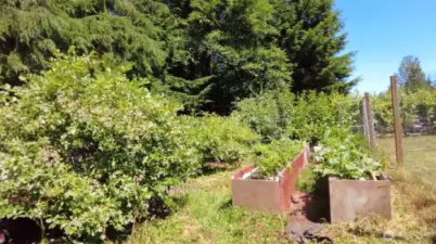 Established garden with raised beds