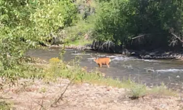 Big buck, phot taken July 2025