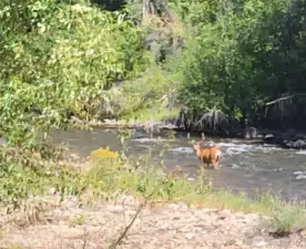 First week of July! Big buck in the river!