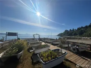 Community Garden
