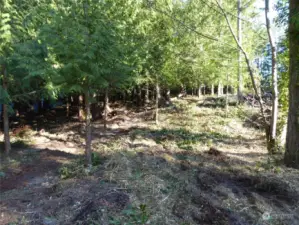 This .56 acre lot has had the brush removed and a trail cleared for ease of viewing