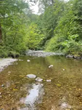 Salmon run through the creek seasonal