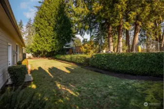 Back yard ends at top edge of ivy.