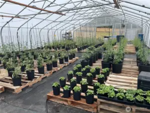 Commercial 30x60 greenhouse