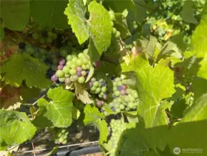 Pinot Noir Grapes - 500 plants producing wine