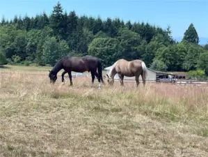 Pasture with mountain views