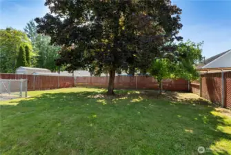 Enjoy the generous backyard with shade from established maple trees