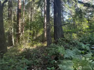 Site