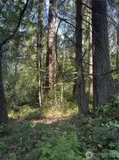 Site