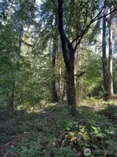 Site