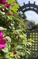 Outside is a fenced yard with hydrangea's, an arbor.....