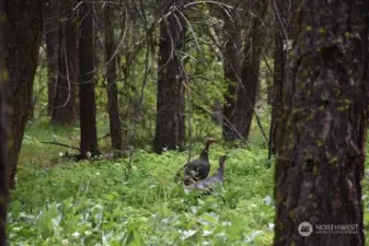 Wild turkeys in yard