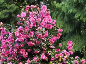 Blooming shrubs all summer!