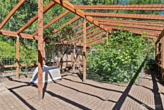 Wow - this is a chicken run! Overhead netting for Predator protection!